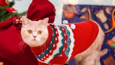 Caring for Your Cat Xmas Sweater: Cleaning and Maintenance Tips