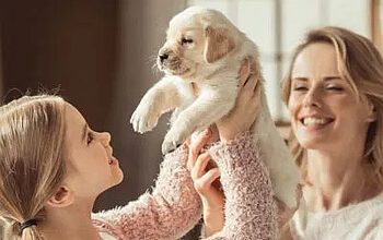 TheDogWizardCharlotte Charlotte NC