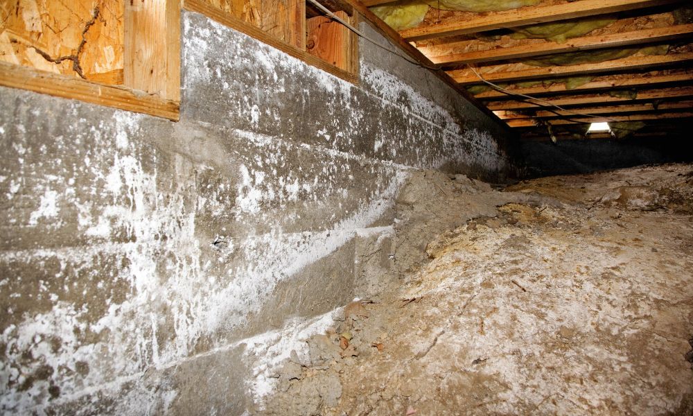 Mold Inspectors vs. DIY: Why You Should Hire a Pro