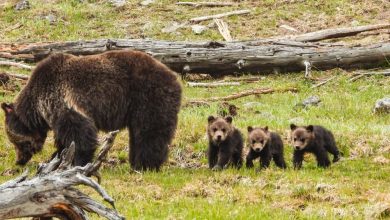 Bear Protection: Essential Measures to Safeguard Bears and Humans