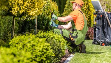 How to Choose the Best Tree Removal Service in Durham