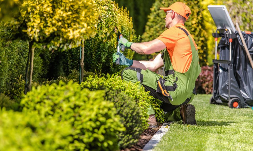 How to Choose the Best Tree Removal Service in Durham