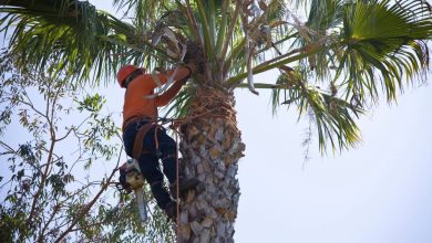 How to Find Reliable Tree Removal Services in Hendersonville