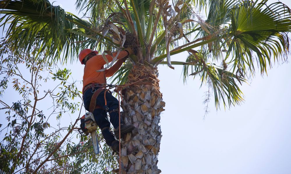 How to Find Reliable Tree Removal Services in Hendersonville