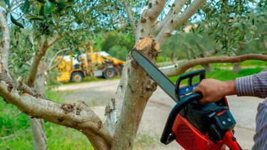 How to Choose the Best Tree Service in Spokane: Expert Tips