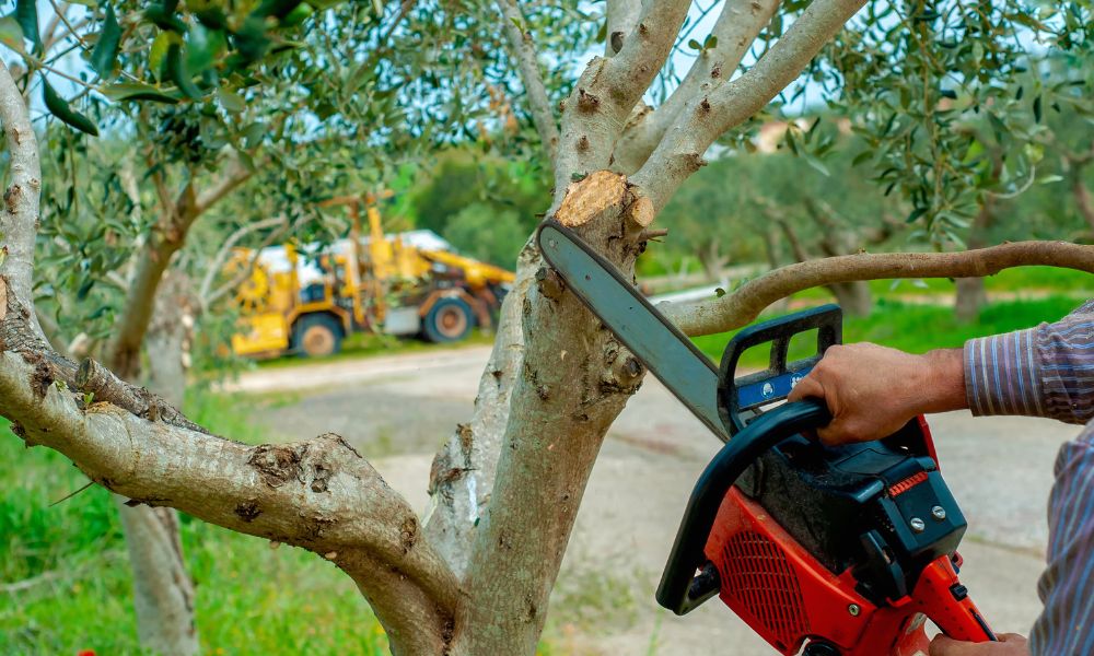 How to Choose the Best Tree Service in Spokane: Expert Tips